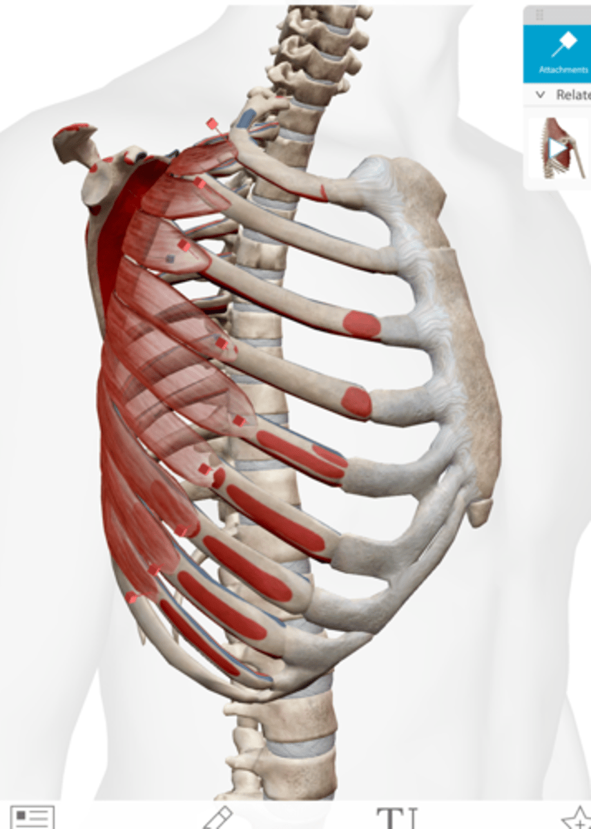 <p>superior 9 ribs</p>