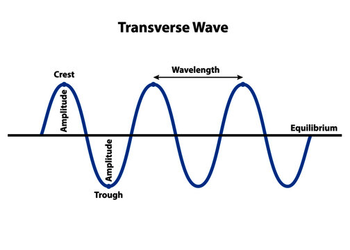 <p>A wave in which the disturbance is perpendicular to the direction the wave travels.</p>