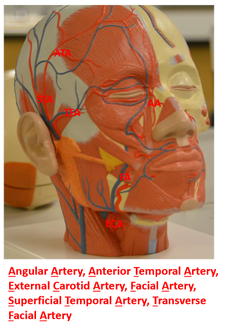<p>Facial artery </p><p>***Changes name at ala of nose</p>