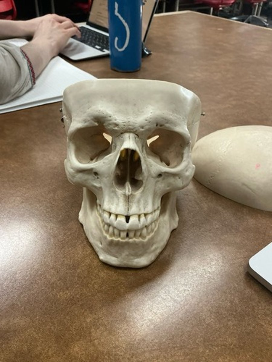 knowt flashcard image