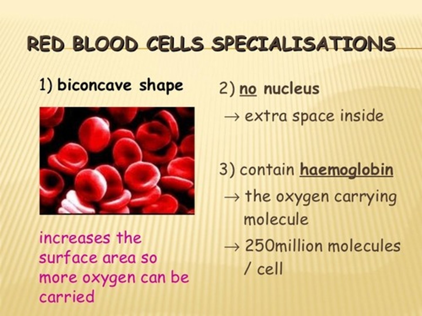 <p>Function: To transport oxygen around the body.</p><p>Structures within a Red Blood Cell:</p><p>• Haemoglobin - Protein that binds to oxygen</p><p>• No Nucleus - More room to store haemoglobin</p><p>• Biconcave Disc Shape - Increases surface area to volume ratio to increase the rate of diffusion</p>