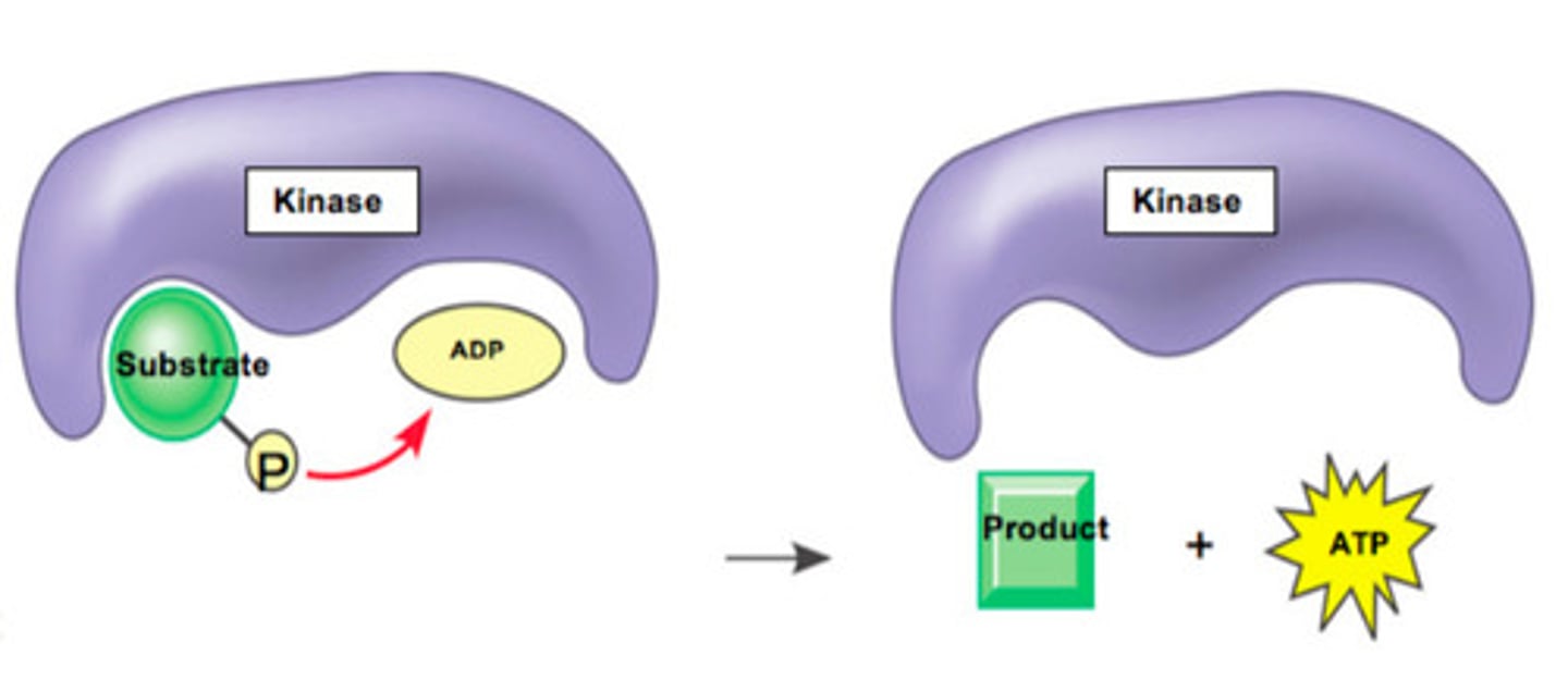 <p>SELECT ALL THAT APPLY: Which of the 4 kinase enzymes in glycolysis might be the enzyme shown below?</p><p>a. Hexokinase</p><p>b. Pyruvate Kinase (PK)</p><p>c. Phosphofructokinase (PFK)</p><p>d. Phosphoglycerokinase (PGK)</p>
