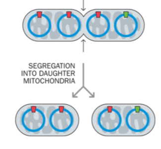 <p>segregatie van mtDNA-moleculen in dochtercellen kan ongelijk zijn (heteroplasmie)</p>