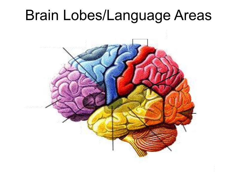 <p>frontal lobe</p>