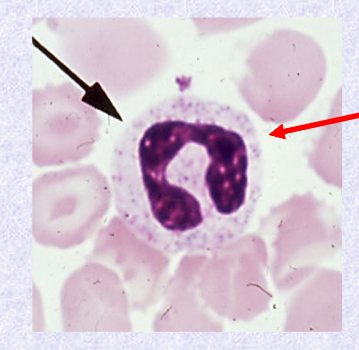 <p>What stage of Neutrophil Maturation is shown?</p>