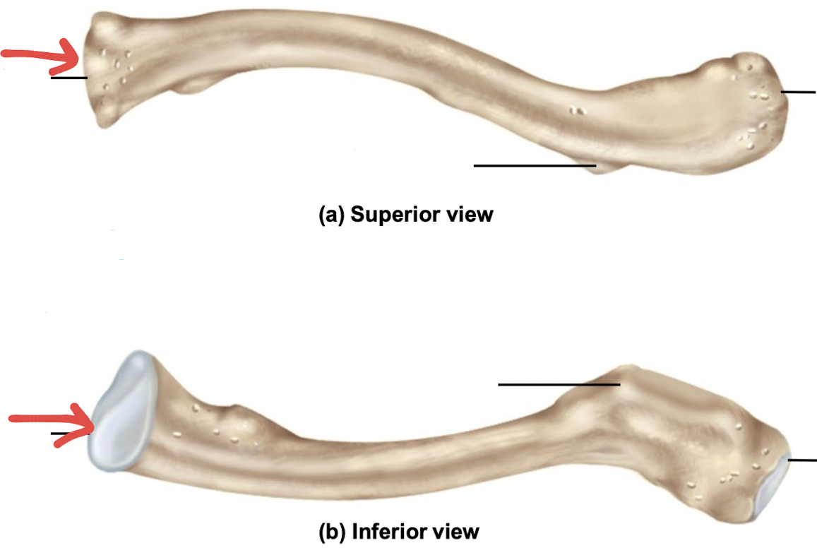 <p>what is this part of the clavicle?</p>