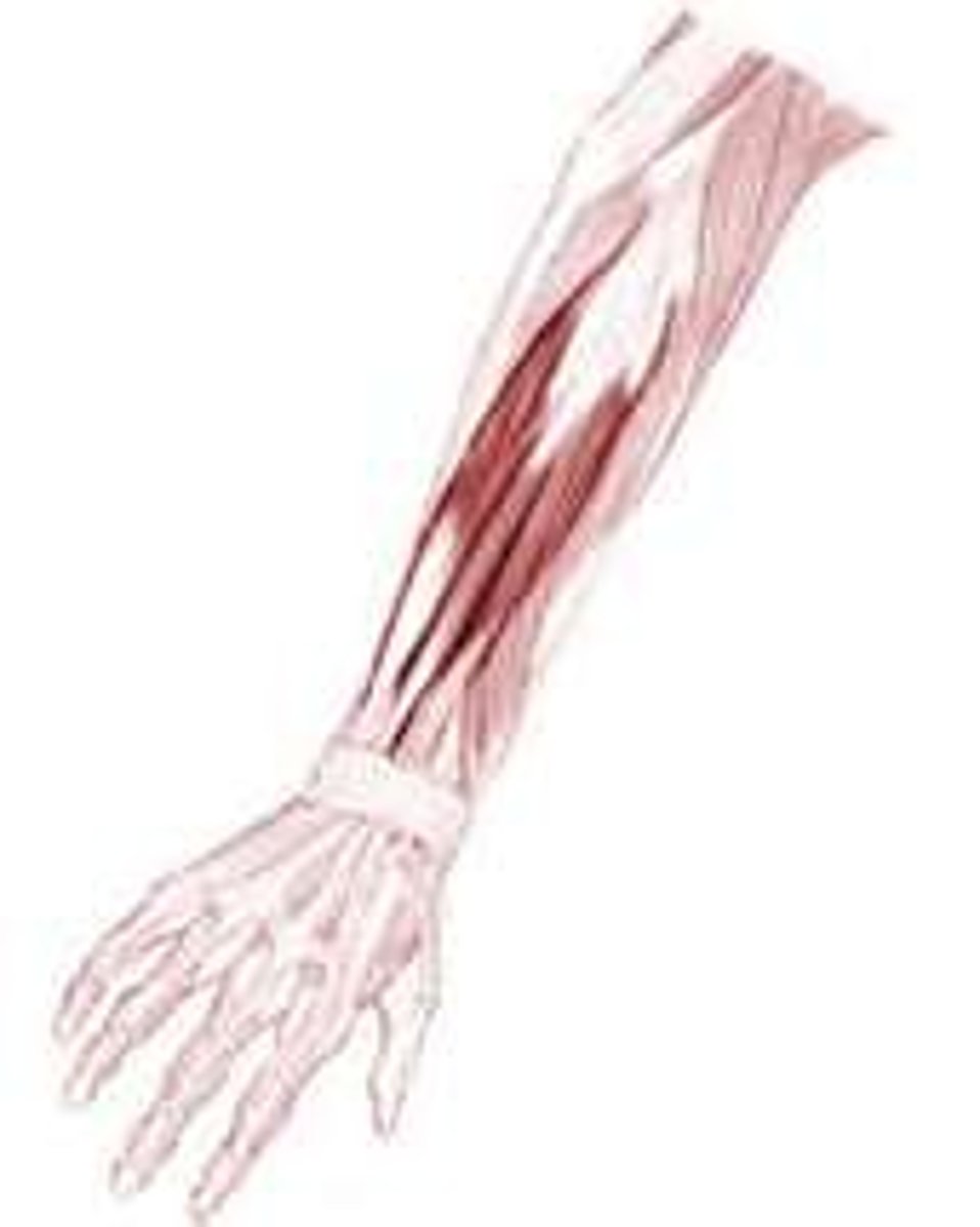 <p>LOCATION: lateral to extensor carpi ulneris</p><p>FUNCTION:</p><p>-extends hand</p><p>-extends proximal phalanx of 5th digit</p>