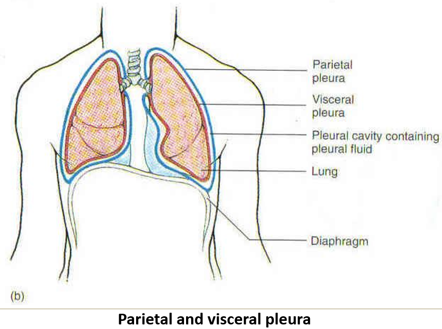 <ol><li><p><strong>Visceral pleura</strong>: Covers the <strong>lungs</strong>.</p></li><li><p><strong>Parietal pleura</strong>: Lines the <strong>chest cavity</strong>.</p></li></ol><p></p>