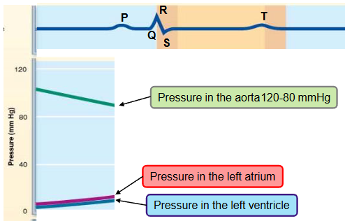 <p><strong>ventricle filling (passive)</strong></p><ul><li><p>the heart in the aorta is 120-80 mmHg</p></li><li><p>pressure in the heart is low</p></li><li><p>as the atrium and ventricle fill with blood (AV valves are open) the pressure in both chambers increases</p></li><li><p>80% of ventricular filling occurs&nbsp;</p></li></ul><p></p>