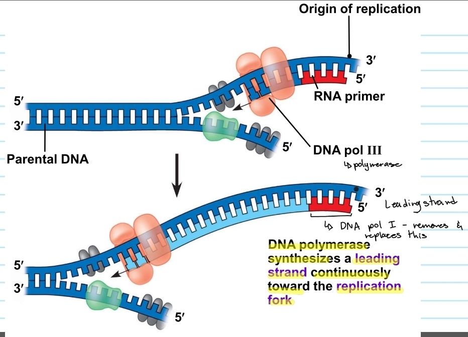 <p>leading strand</p>