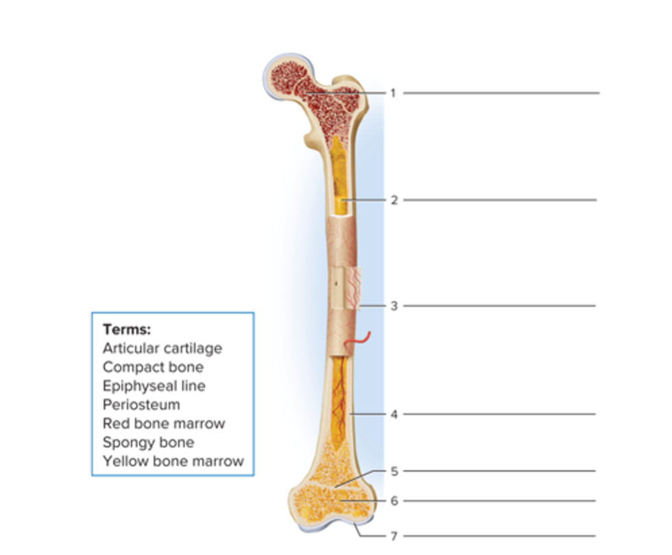 <p>Parts of a long bone</p>