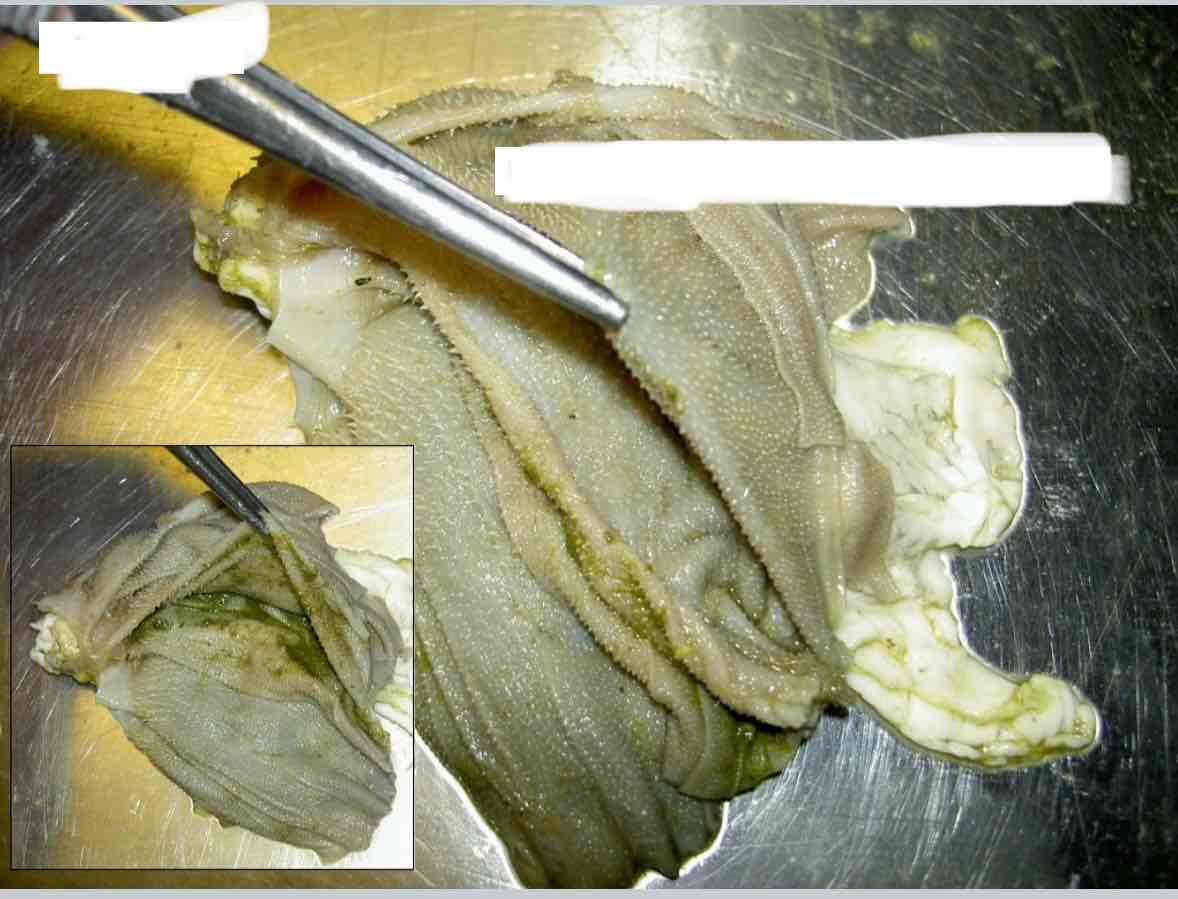 <p> (papillerna)</p>
