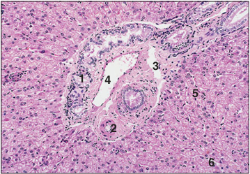<p>Identify the structure:</p><p>Specie:</p><p>Parts:</p><p>1.__ 2.__ 3.__ 4.__ 5.__ 6.__</p><p>Stain used:</p>