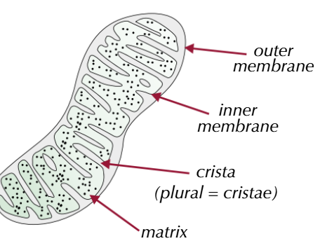 <ul><li><p>outer membrane</p></li><li><p>inner membrane</p></li><li><p>cristae (large SA)</p></li><li><p>matrix (contains enzymes involved in oxidative decarboxylation and the Krebs cycle</p></li><li><p>ATP synthase/ stalked particle</p></li><li><p>ribosomes (70S)</p></li><li><p>DNA</p></li></ul><p></p>