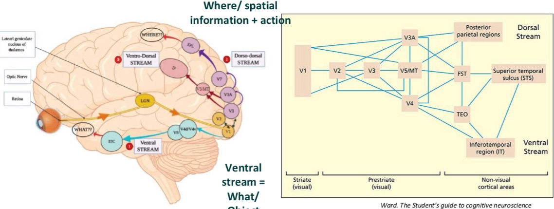 <p>Dorsal = ’where/how’, spatial awareness and motion</p><p>Ventral = ‘what’, object recognition</p>