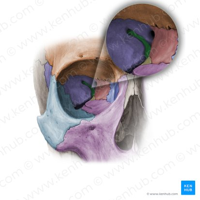 <p>name this bone or bone marking?</p>