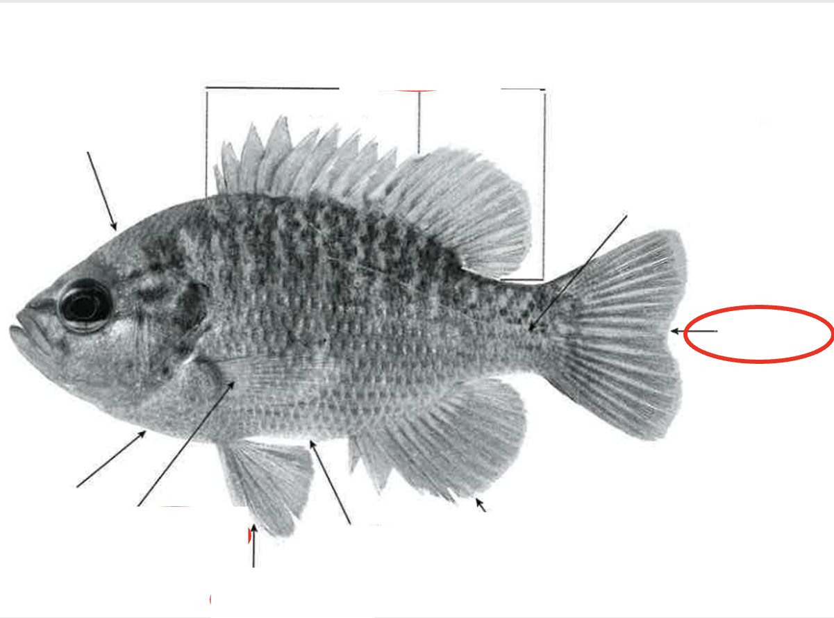 <p>What type of fin? </p>