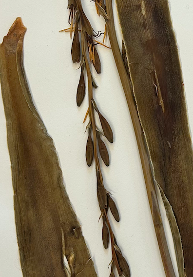 <p>Asparagales</p><p>Asparagaceae</p>