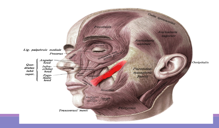 <p>Draws corner of lips up and laterally, as in smiling</p>