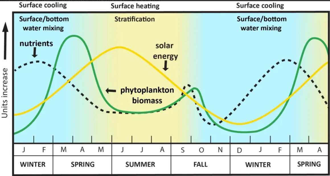 <p>Use the following image to answer this question.</p><p>In the summer, solar energy is ____, nutrients are ____ and phytoplankton biomass is ______</p>