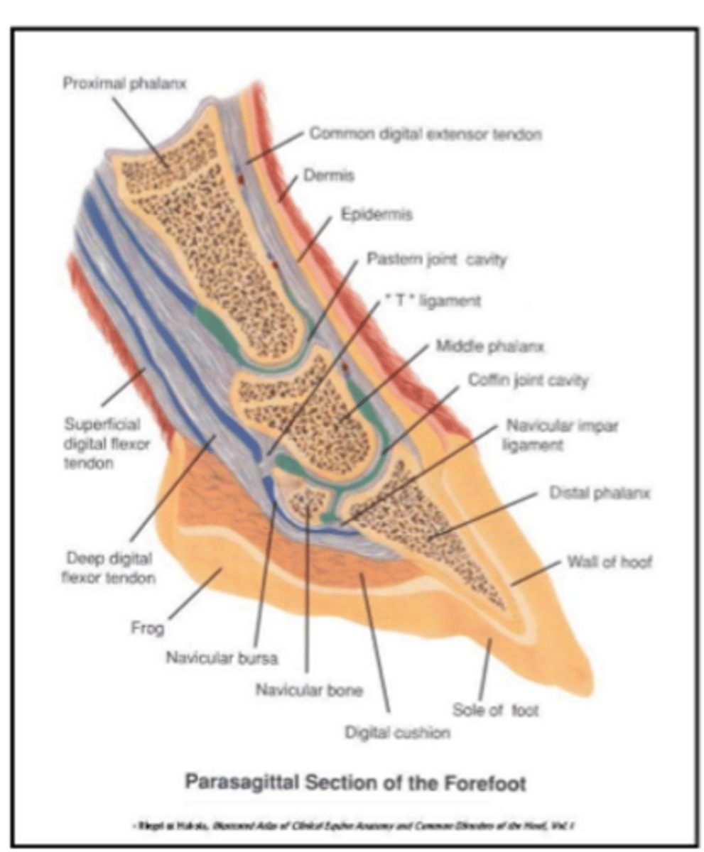 <p>navicular bursa</p>