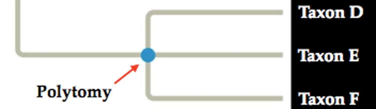 <p>a branch point from which more than two descendant groups emerge</p><p>soft = b/c missing data</p><p>hard = fast speciation, have data but unlikely to be resolved</p>