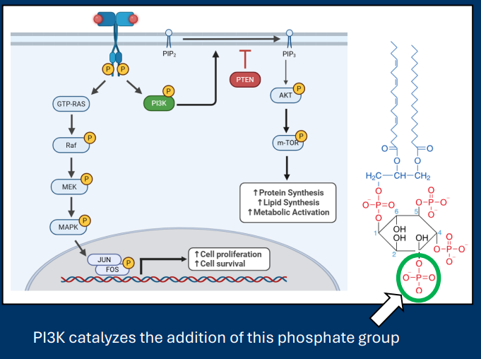 <p><strong>PI3K </strong>signaling regulates cellular metabolism</p><p>• Activation of membrane <strong>RTKs </strong>leads to the activation of the kinase<strong> PI3K </strong>(phospho-inositol3-kinase)</p><p><strong>• PI3K</strong> is a<u> lipid kinase</u></p><p>- Phosphorylates<strong> PIP2 to PIP3</strong></p><p></p><p>• In this system,<strong> PI3K</strong> is acting as an proto-oncogene  (Activation leads to pathways necessary for cell division)</p><p>• The phosphatase<strong> PTEN</strong> counteracts<strong> PI3K</strong> by removing phosphate from PIP3</p>