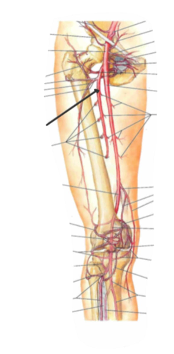 <p>identify the structure(s) indicated by the arrow</p>