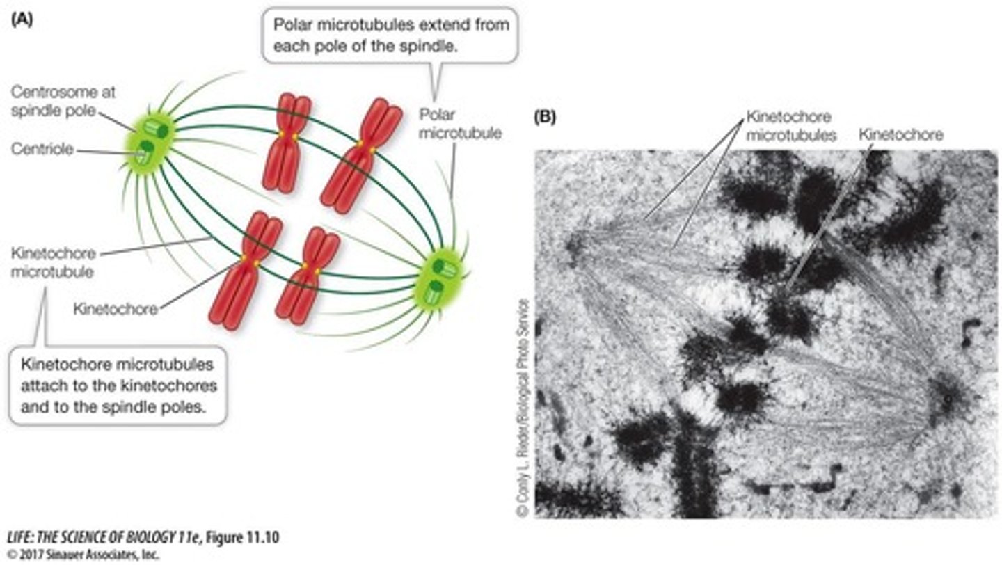 <p>To move sister chromatids to opposite poles of the cell.</p>