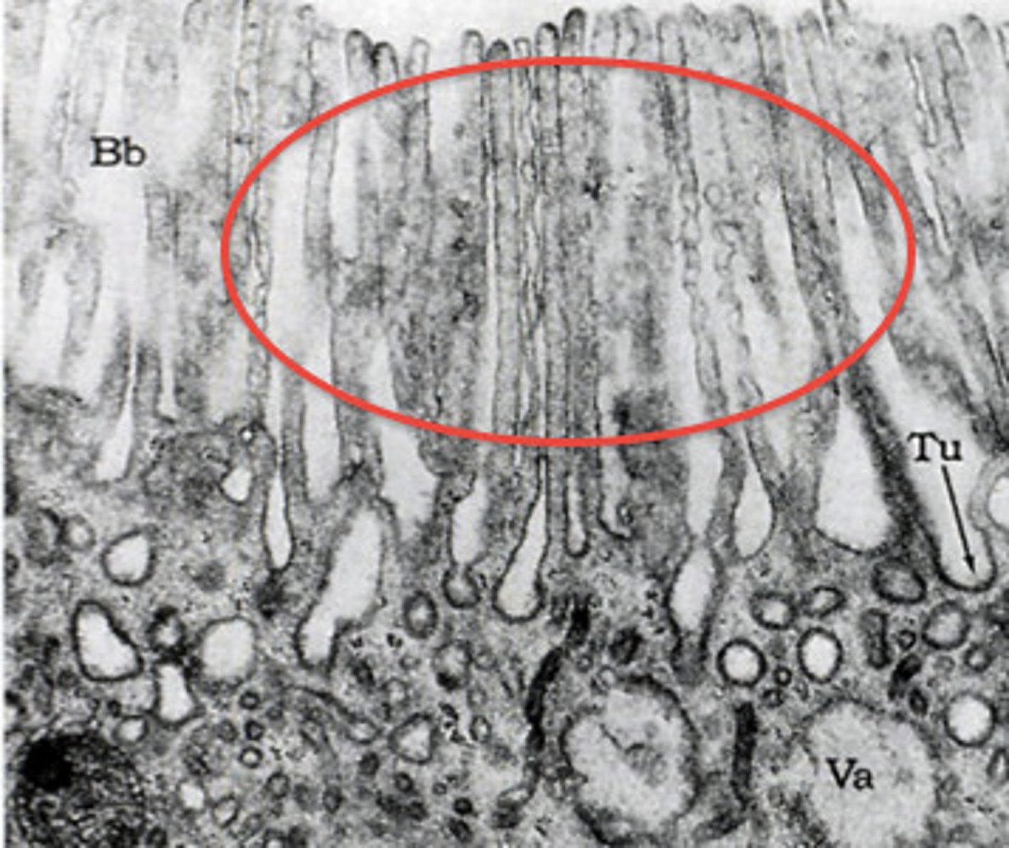 <p>extension of plasma membrane, increases cell surface, in epithelial cells of intestines, "brush border"</p>