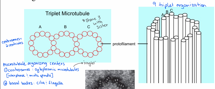 <p>centrosomes- polymerize cytoplasmic microtubules</p><p>basal bodies (responsible for organizing) and polymerize cilia and flagella</p><p>**both have structures consisting of 9 triplet microtubules </p>