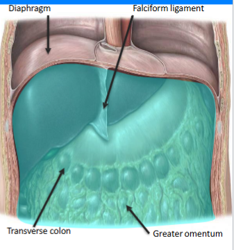 <p>Extends from the Diaphragm to Pelvis</p>