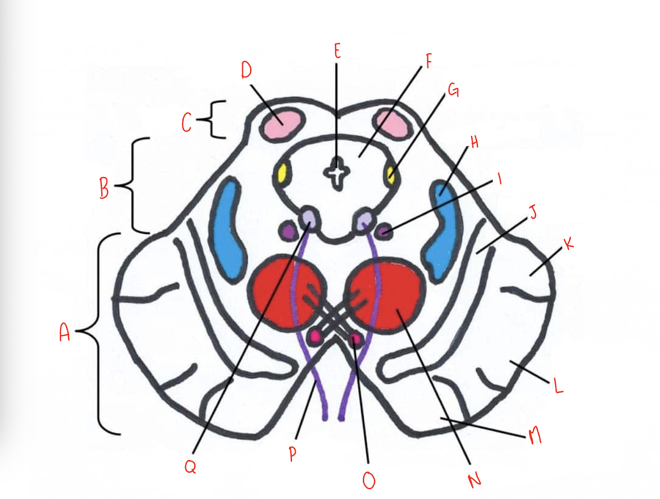 <p>What structure of the sliced superior colliculus section of the midbrain is labeled D?</p>