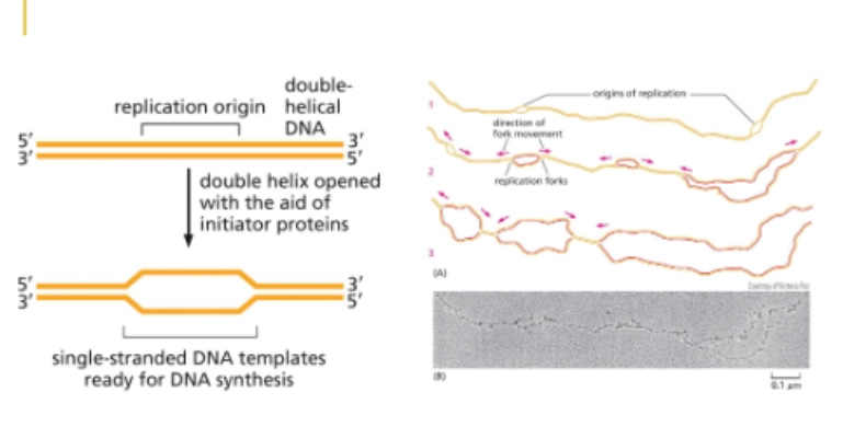 <p>starting point for bidirectional growth</p><ul><li><p>easy to open, A-T rich (only 2 H bonds)</p></li><li><p>recognized by initiator proteins that bind to the DNA</p></li></ul><p>Bacteria have 1, Eukaryotes have multiple</p><p></p>
