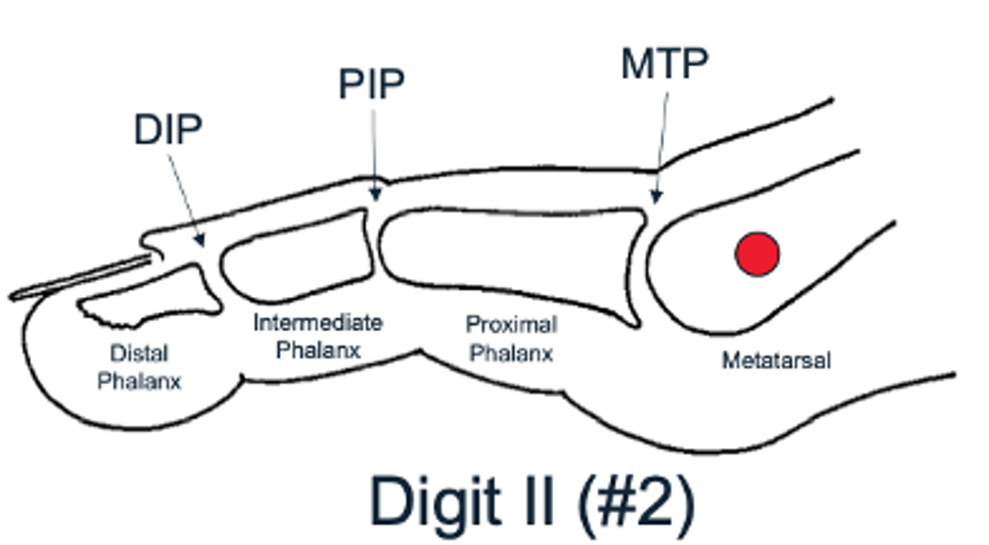 <p>Metatarsophalangeal joint (MTP) found at the base of the toe</p><p>Proximal interphalangeal joint (PIP) found in the middle of the toe</p><p>Distal interphalangeal joint (DIP) found near the tip of the toe (not found in the big toe)</p>