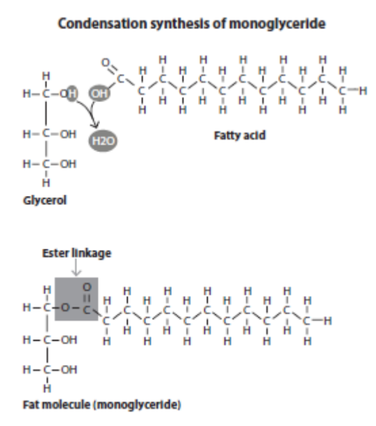 <p>The structures of one glycerol molecule and three fatty acids reacting to form a triglyceride, showing the ester linkages that connect the fatty acids to the glycerol.</p>