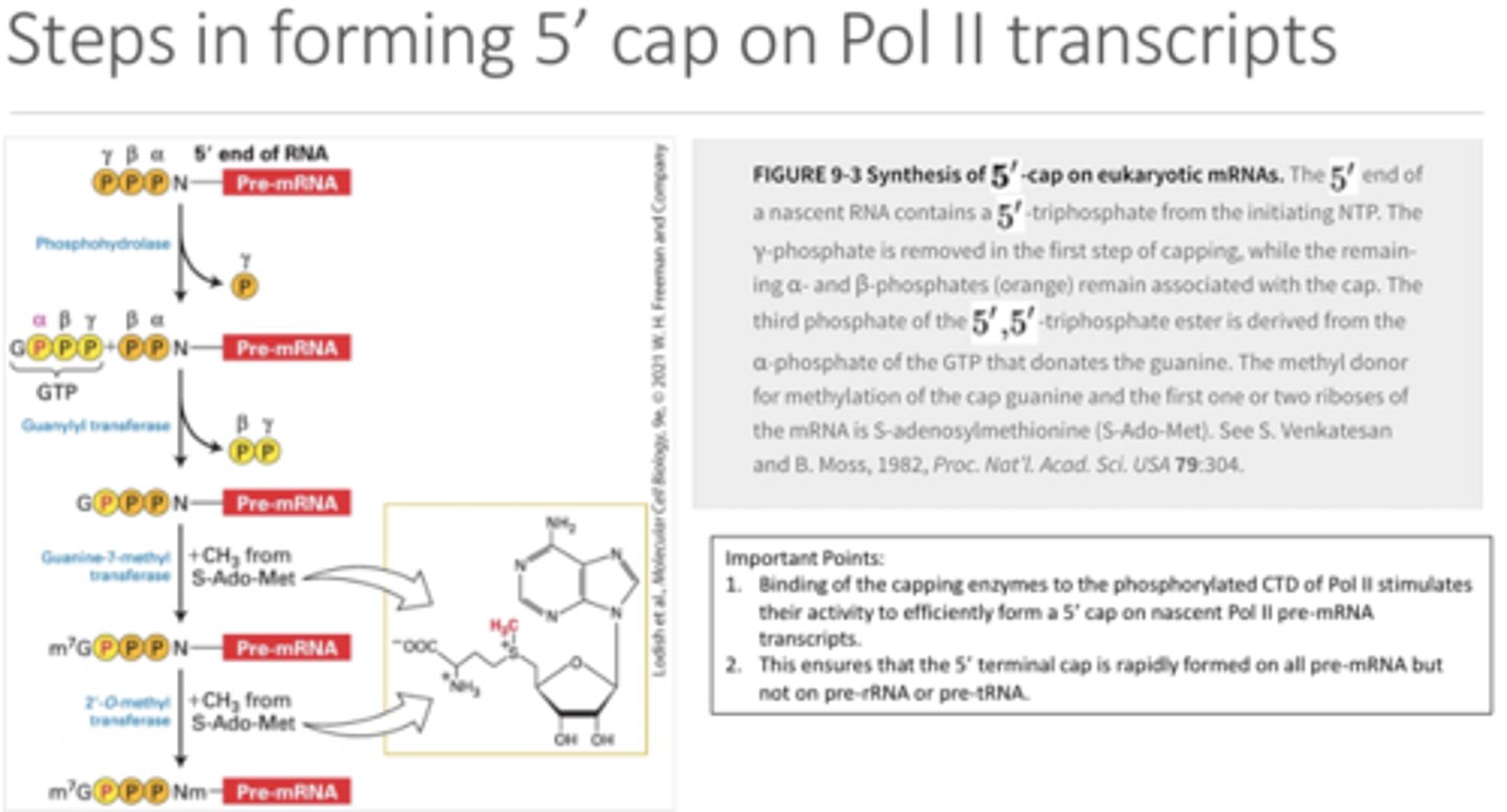 <p>The first 5' nucleotide loses its gamma phosphate and it is replaced by the alpha phosphate (still attached to the donor guanine). Then another methyl group is added to the guanine to make it 7-methyl.</p>