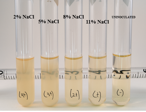 <p>grew at all concentrations of salt (from 2-11%)</p>