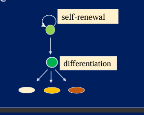 <p>functionally defined as having the capacity to self-renew and the ability to generate differentiated cells</p>