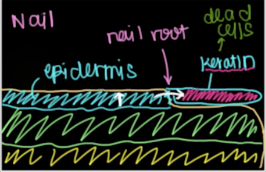 <p>Integumentary system</p>