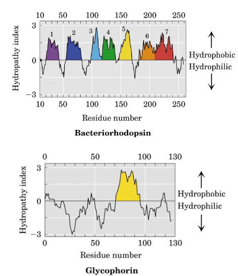 <p>graphical means of describing the hydrophobicity of amino acid sequence segments is used to assess the likelihood of membranelocalization and topology.</p>