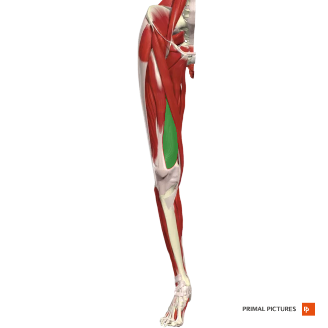 <p>Extends leg at the knee </p><p>Origin:plevis anterior inferior illiac spine </p><p>Insertion: the base of patella via the quadriceps femoris tendon</p>