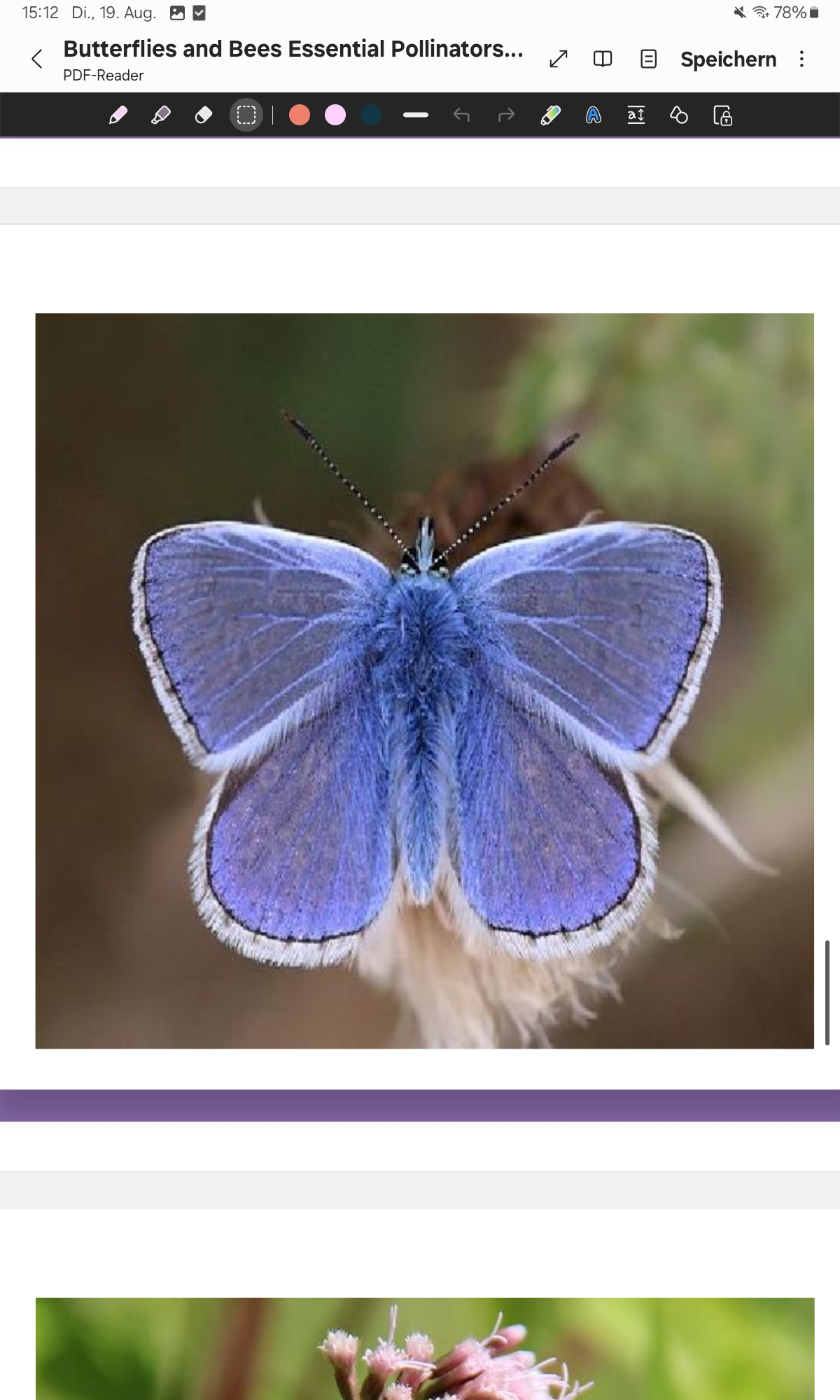 <p>Common Blue </p>