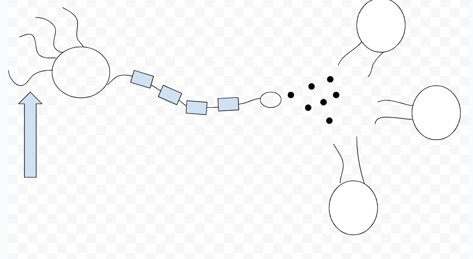 <p>branching extensions</p><p>input sites for signals</p><p>signals go to axon</p><p>detect</p>