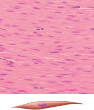 <p>Smooth Cell Shape</p>