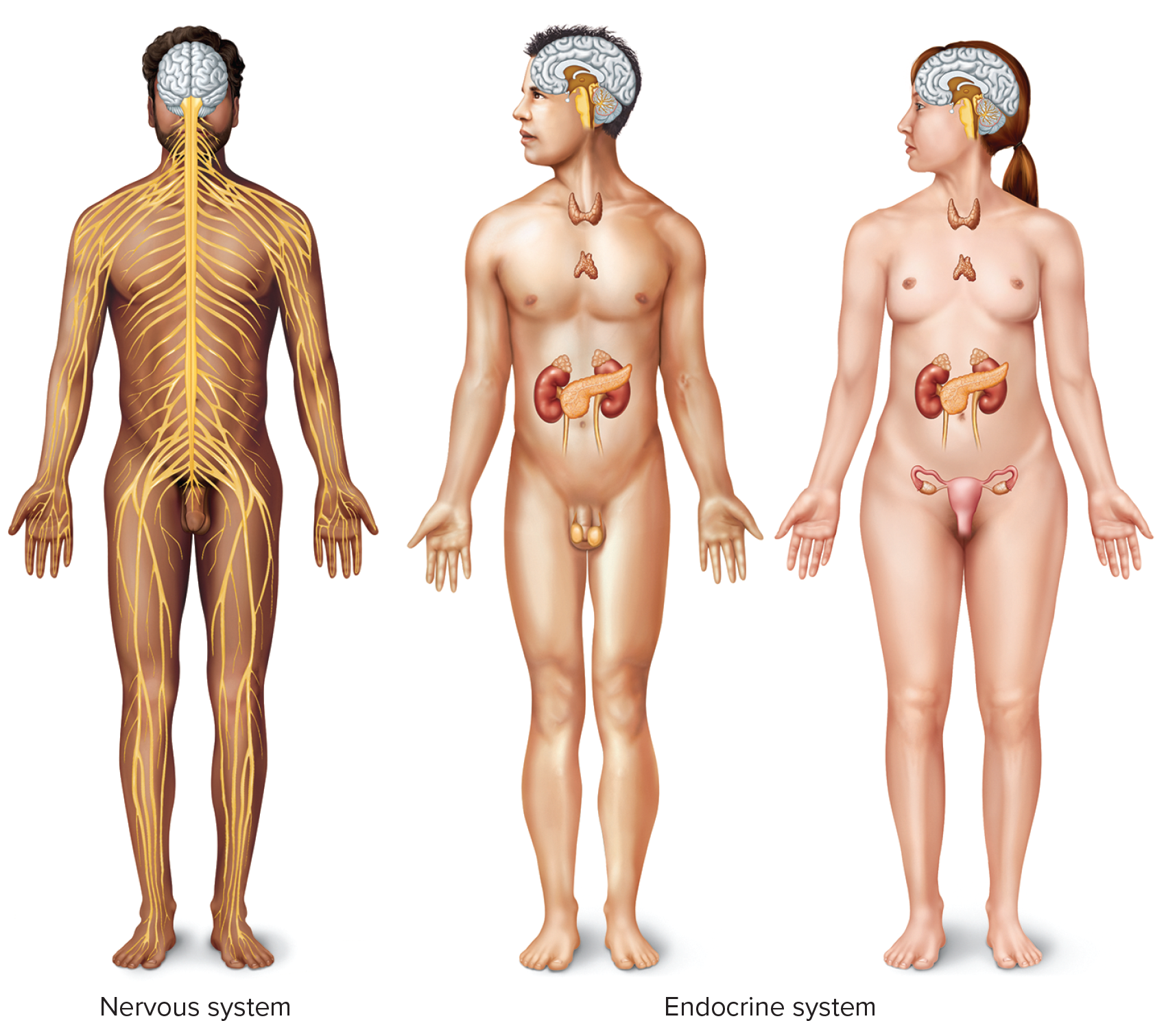 <p>Organ system consisting of the brain, spinal cord, and nerves.</p>