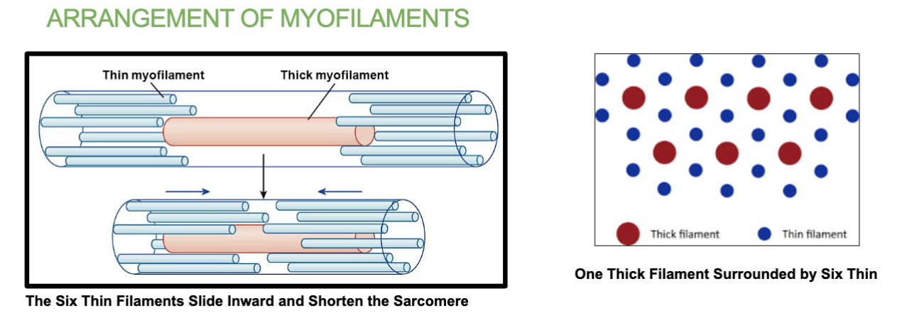 <p>No. Thin filaments move towrdas midline.</p>
