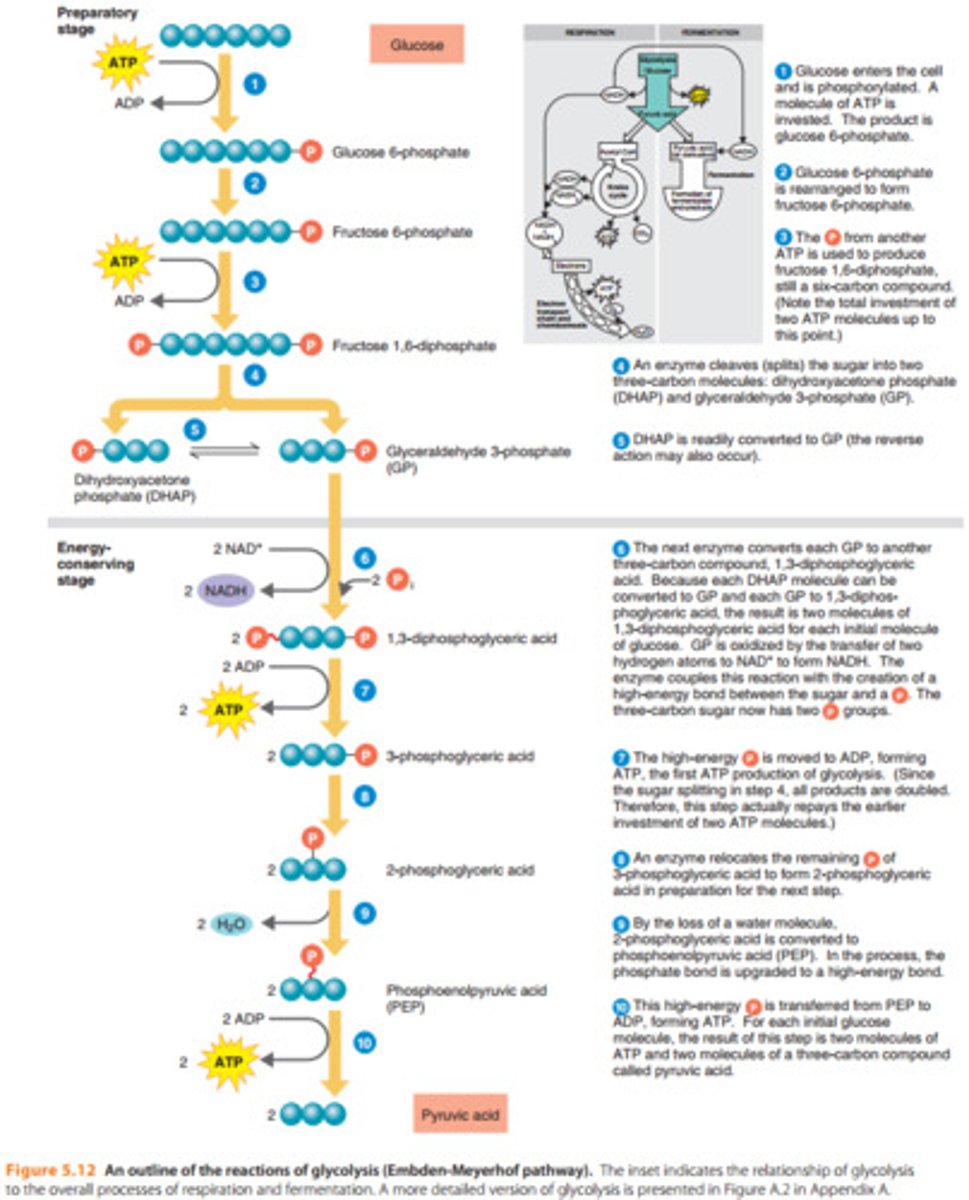 <p>Amphibolic (involves both catabolism and anabolism)</p>