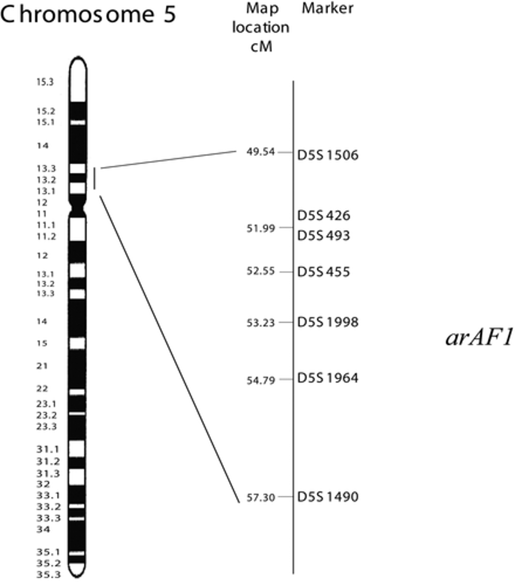 <p>the position of the gene on the chromosome (loci plural).</p>