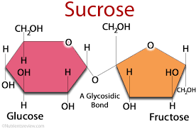 <p>Glucose + Fructose —&gt; Sucrose + Water</p>
